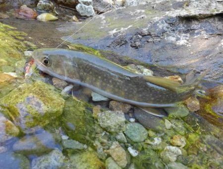 フライ名人とイワナ釣り